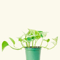 Small Pothos 'Marble Queen' (Epipremnum aureum) in a grow pot.