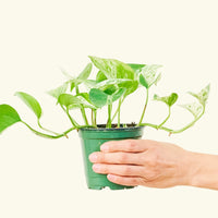 Small Pothos 'Marble Queen' (Epipremnum aureum) in a grow pot.