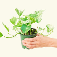 Small Pothos 'Marble Queen' (Epipremnum aureum) in a grow pot.