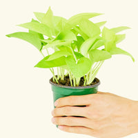 Small Neon Pothos (Epipremnum aureum) in a grow pot.