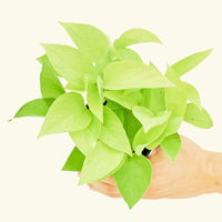 Small Neon Pothos (Epipremnum aureum) in a grow pot.