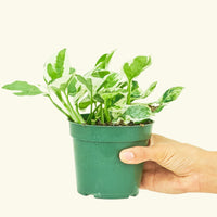 Small Epipremnum Aureum