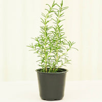Rosemary 4-Pack Plant Rooted