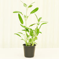 Sage 4-Pack Plant Rooted