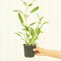 Sage 4-Pack Plant Rooted
