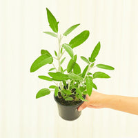 Sage 4-Pack Plant Rooted
