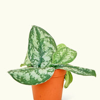 Small Silver Philodendron (Scindapsus pictus 'Exotica') in a grow pot.