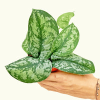 Small Silver Philodendron (Scindapsus pictus 'Exotica') in a grow pot.