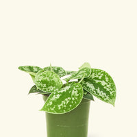 Small Scindapsus Silvery Ann (Scindapsus pictus 'Argyraeus')