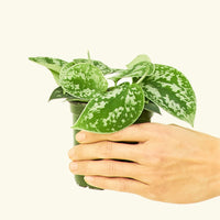 Small Scindapsus Silvery Ann (Scindapsus pictus 'Argyraeus')