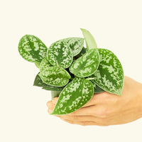 Small Scindapsus Silvery Ann (Scindapsus pictus 'Argyraeus')