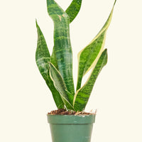 Small Snake Plant (Sansevieria laurentii) in a grow pot.