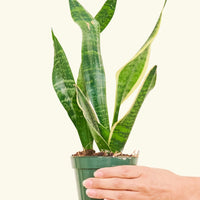 Small Snake Plant (Sansevieria laurentii) in a grow pot.
