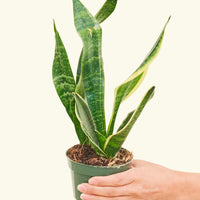 Small Snake Plant (Sansevieria laurentii) in a grow pot.