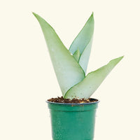 Small Moonshine Snake Plant (Sansevieria trifasciata 'Moonshine')
