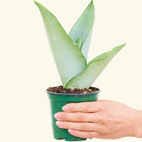 Small Moonshine Snake Plant (Sansevieria trifasciata 'Moonshine')
