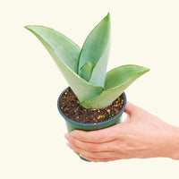 Small Moonshine Snake Plant (Sansevieria trifasciata 'Moonshine')