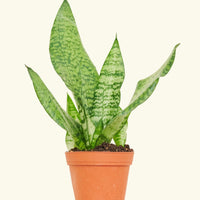 Small Snake Plant (Sansevieria zeylanica) in a grow pot.