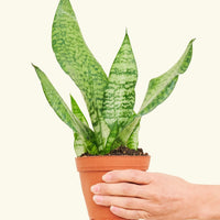 Small Snake Plant (Sansevieria zeylanica) in a grow pot.