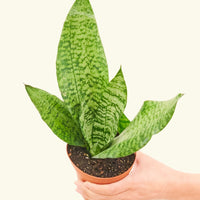 Small Snake Plant (Sansevieria zeylanica) in a grow pot.