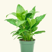 Small Spath Peace Lily (Spathiphyllum wallisii) in a grow pot.