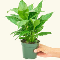 Small Spath Peace Lily (Spathiphyllum wallisii) in a grow pot.