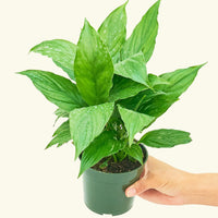 Small Spath Peace Lily (Spathiphyllum wallisii) in a grow pot.