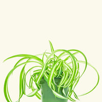 Small Spider Plant ‘Bonnie’ (Chlorophytum comosum ‘Bonnie’)
