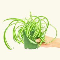 Small Spider Plant ‘Bonnie’ (Chlorophytum comosum ‘Bonnie’)