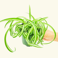 Small Spider Plant ‘Bonnie’ (Chlorophytum comosum ‘Bonnie’)