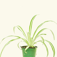 Small Variegated Spider Plant (Chlorophytum comosum variegata)