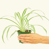Small Variegated Spider Plant (Chlorophytum comosum variegata)