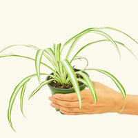 Small Variegated Spider Plant (Chlorophytum comosum variegata)