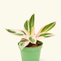 Stromanthe 'Triostar' in a 4" pot.