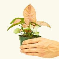 Small Pink Arrowhead in a grow pot