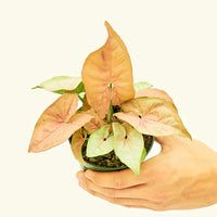 Small Pink Arrowhead in a grow pot