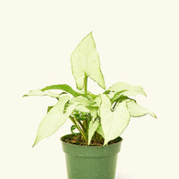 Small Arrowhead Plant White Butterfly (Syngonium podophyllum)