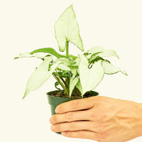 Small Arrowhead Plant White Butterfly (Syngonium podophyllum)