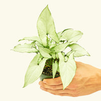 Small Arrowhead Plant White Butterfly (Syngonium podophyllum)