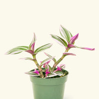Small Tradescantia Nanouk (Tradescantia albiflora 'nanouk') in a grow pot.