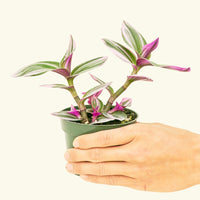 Small Tradescantia Nanouk (Tradescantia albiflora 'nanouk') in a grow pot.