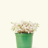 Small Pink Panther Tradescantia (Tradescantia callisia repens)