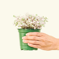 Small Pink Panther Tradescantia (Tradescantia callisia repens)