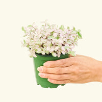 Small Pink Panther Tradescantia (Tradescantia callisia repens)