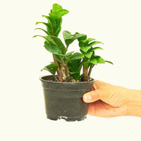 Small Zenzi ZZ Plant (Zamioculcas zamiifolia 'Zenzi') in a grow pot.