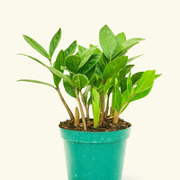 Small ZZ Plant (Zamioculcas zamiifolia) in a grow pot.