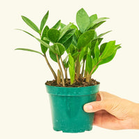 Small ZZ Plant (Zamioculcas zamiifolia) in a grow pot.