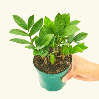 Small ZZ Plant (Zamioculcas zamiifolia) in a grow pot.