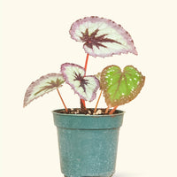 Small Begonia 'Fire Woman' in a grow pot.