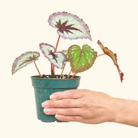 Small Begonia 'Fire Woman' in a grow pot.